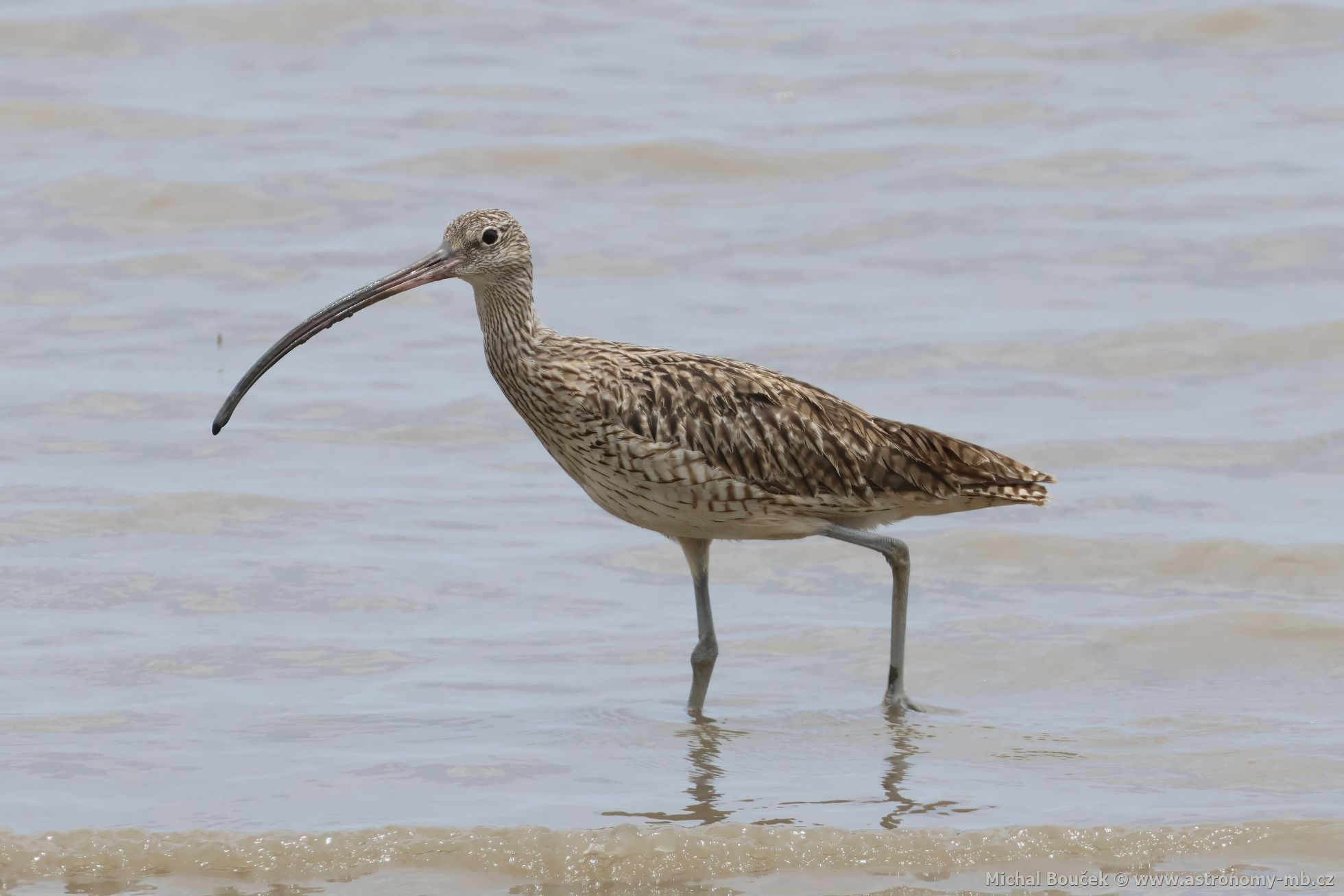 Koliha východní (Numenius madagascariensis)