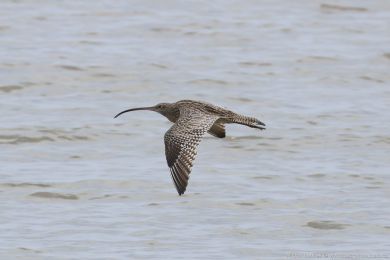 Koliha východní (Numenius madagascariensis) Koliha východní (Numenius madagascariensis)