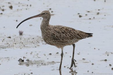 Koliha východní (Numenius madagascariensis) Koliha východní (Numenius madagascariensis)