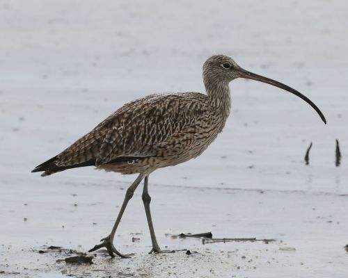 Koliha východní (Numenius madagascariensis)