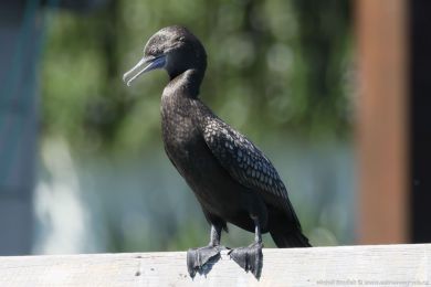Kormorán australský (Phalacrocorax sulcirostris)