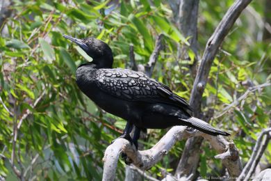 Kormorán australský (Phalacrocorax sulcirostris)