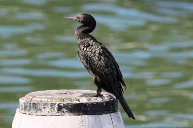 Kormorán australský (Phalacrocorax sulcirostris)