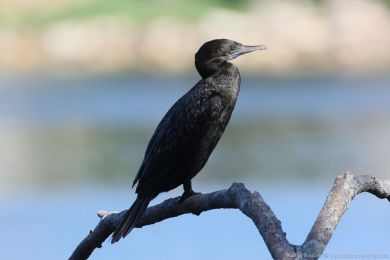 Kormorán australský (Phalacrocorax sulcirostris)