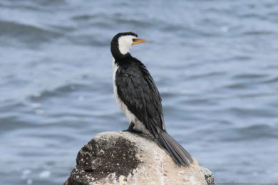Kormorán černobílý (Microcarbo melanoleucos) Kormorán černobílý (Microcarbo melanoleucos)