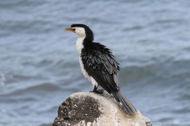 Kormorán černobílý (Microcarbo melanoleucos) Kormorán černobílý (Microcarbo melanoleucos)