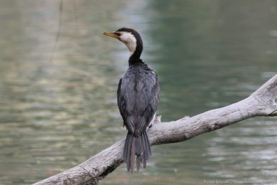 Kormorán černobílý (Microcarbo melanoleucos) Kormorán černobílý (Microcarbo melanoleucos)
