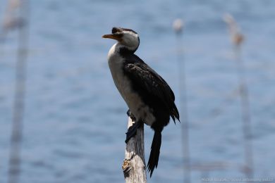 Kormorán černobílý (Microcarbo melanoleucos) Kormorán černobílý (Microcarbo melanoleucos)