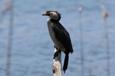 Kormorán černobílý (Microcarbo melanoleucos) Kormorán černobílý (Microcarbo melanoleucos)