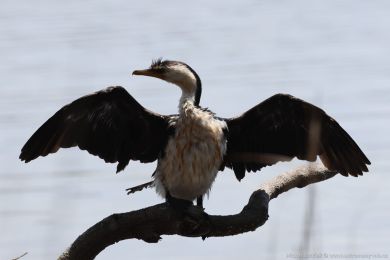 Kormorán černobílý (Microcarbo melanoleucos) Kormorán černobílý (Microcarbo melanoleucos)