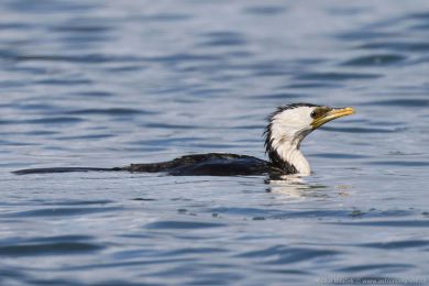 Kormorán černobílý (Microcarbo melanoleucos) Kormorán černobílý (Microcarbo melanoleucos)