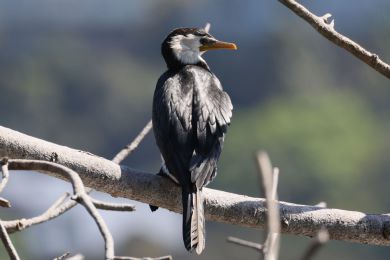 Kormorán černobílý (Microcarbo melanoleucos) Kormorán černobílý (Microcarbo melanoleucos)