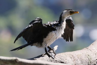 Kormorán černobílý (Microcarbo melanoleucos) Kormorán černobílý (Microcarbo melanoleucos)
