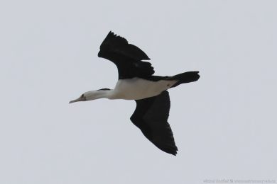 Kormorán pestrý (Phalacrocorax varius)