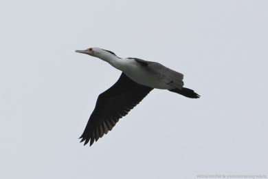 Kormorán pestrý (Phalacrocorax varius)