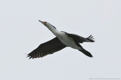 Kormorán pestrý (Phalacrocorax varius)