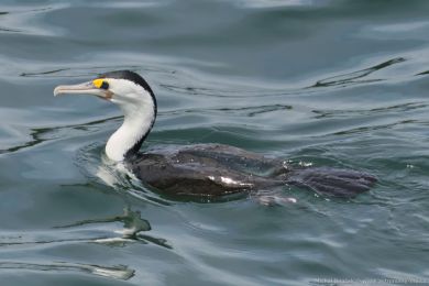 Kormorán pestrý (Phalacrocorax varius)