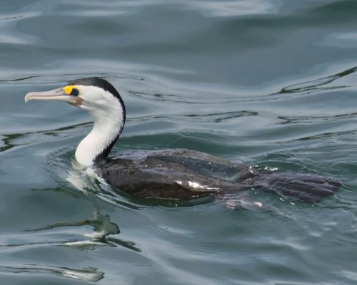 Kormorán pestrý (Phalacrocorax varius)