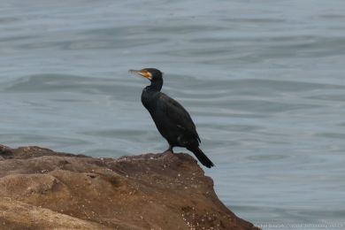 Kormorán velký (Phalacrocorax carbo)