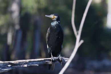 Kormorán velký (Phalacrocorax carbo)