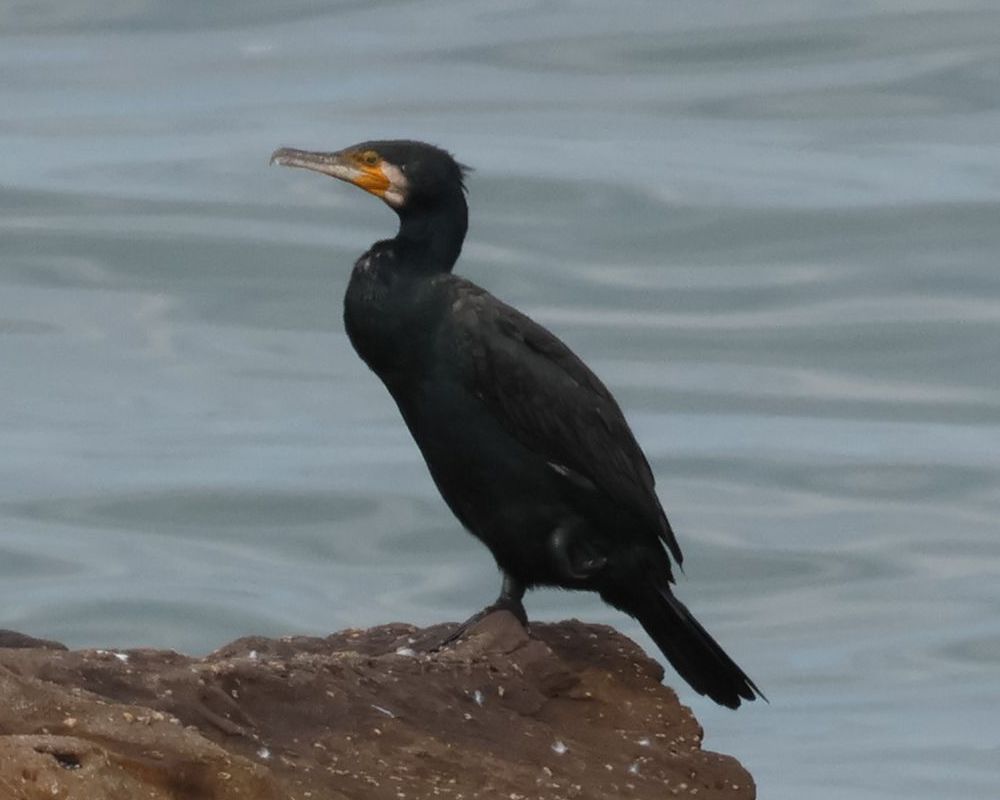 Kormorán velký (Phalacrocorax carbo)