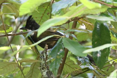 Kosovec zvunohlasý (Psophodes olivaceus)