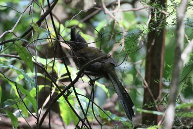 Kosovec zvunohlasý (Psophodes olivaceus)