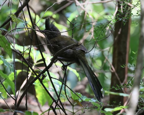 Kosovec zvunohlasý (Psophodes olivaceus)