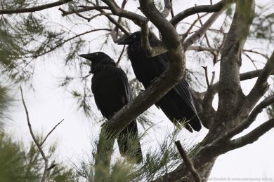 Krkavec australský (Corvus coronoides)