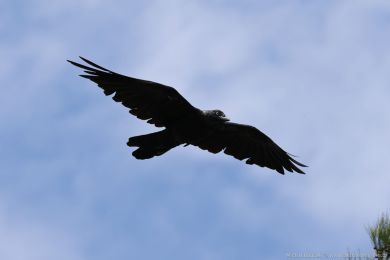 Krkavec australský (Corvus coronoides)