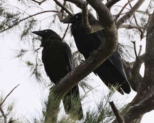 Krkavec australský (Corvus coronoides)