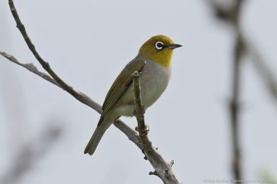 Kruhooko australopacifické (Zosterops lateralis)
