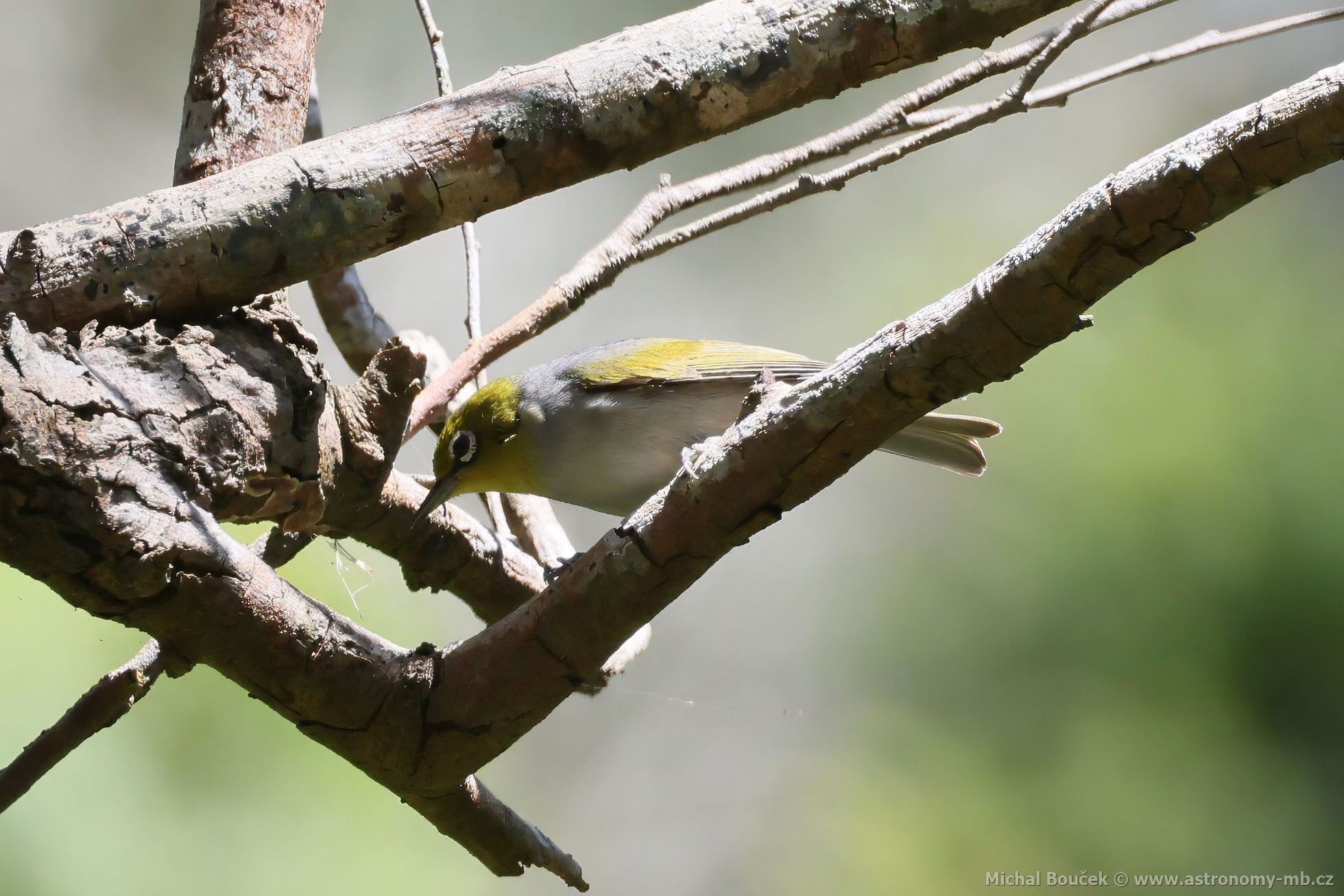 Kruhooko australopacifické (Zosterops lateralis)