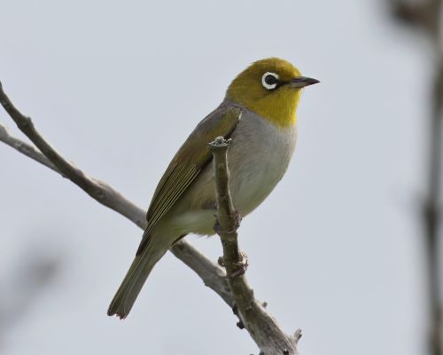 Kruhooko australopacifické (Zosterops lateralis)