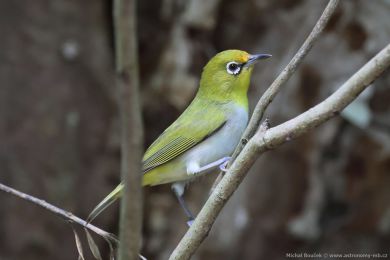 Kruhooko šedobiché (Zosterops citrinella)