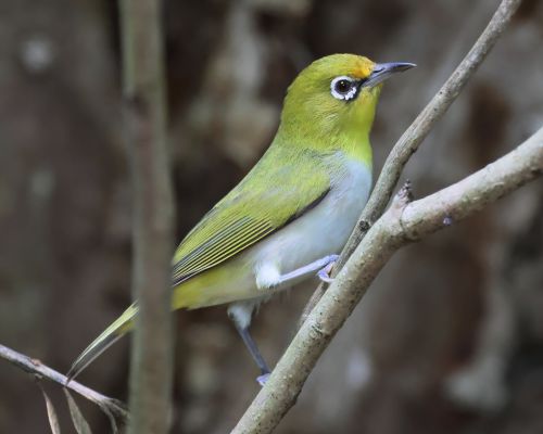 Kruhooko šedobiché (Zosterops citrinella)