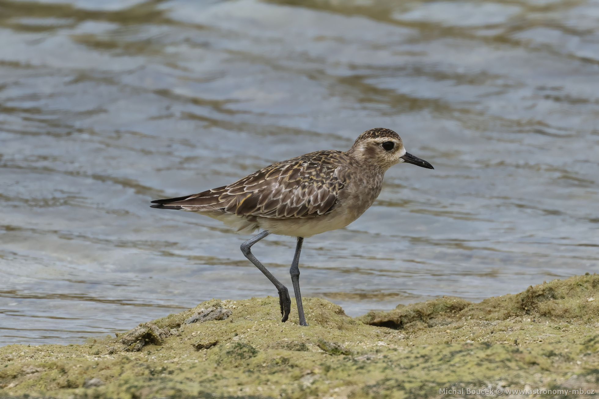 Kulík pacifický (Pluvialis fulva)