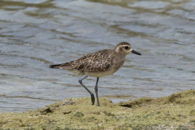Kulík pacifický (Pluvialis fulva)