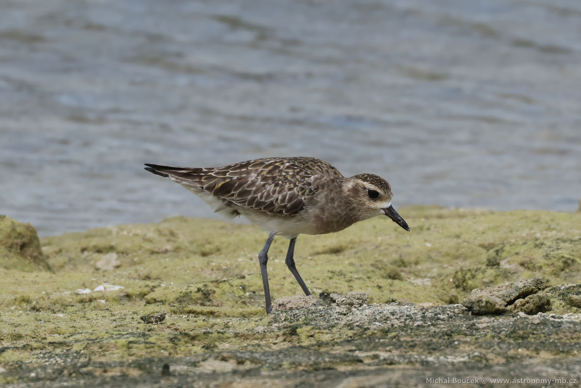 Kulík pacifický (Pluvialis fulva)