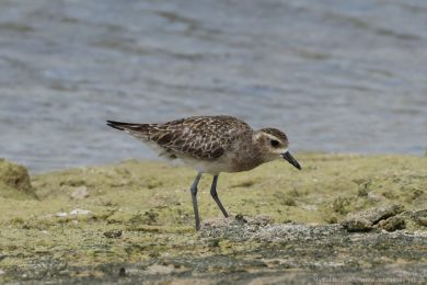 Kulík pacifický (Pluvialis fulva)