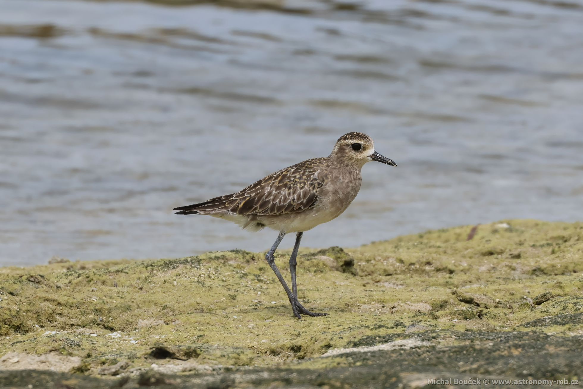 Kulík pacifický (Pluvialis fulva)