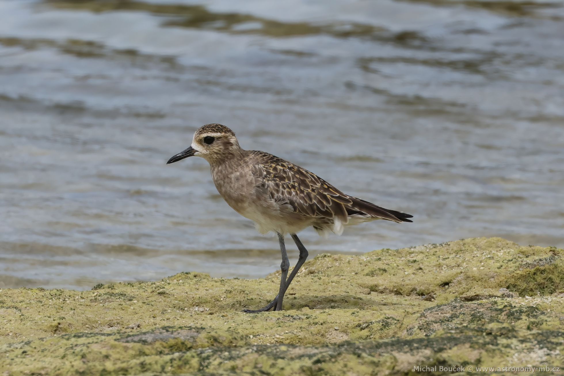 Kulík pacifický (Pluvialis fulva)