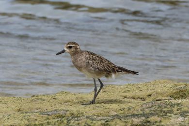 Kulík pacifický (Pluvialis fulva)