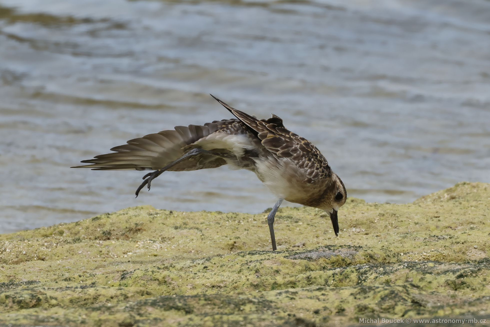 Kulík pacifický (Pluvialis fulva)