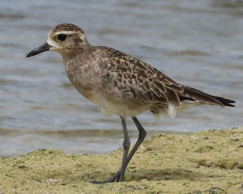 Kulík pacifický (Pluvialis fulva)