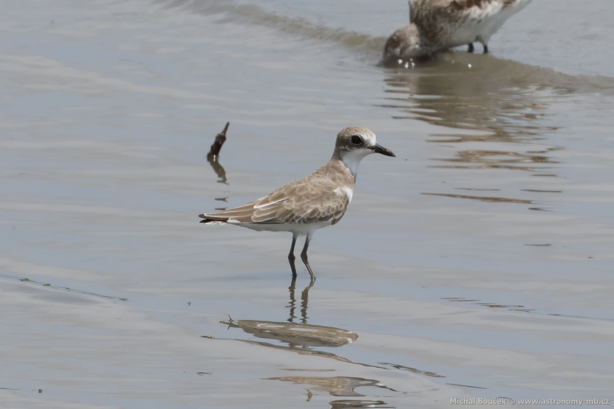 Kulík vtší (Anarhynchus leschenaultii)