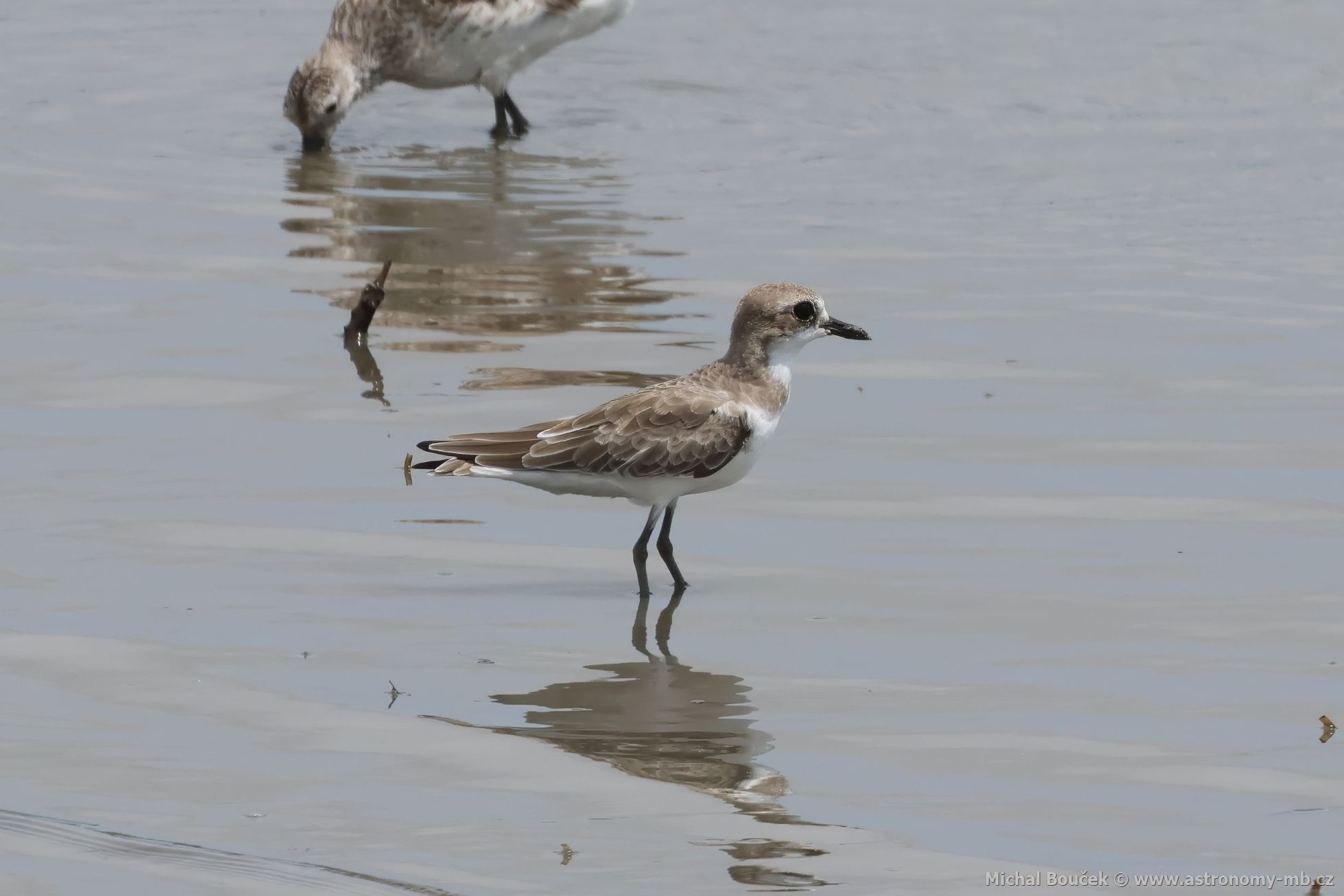 Kulík vtší (Anarhynchus leschenaultii)