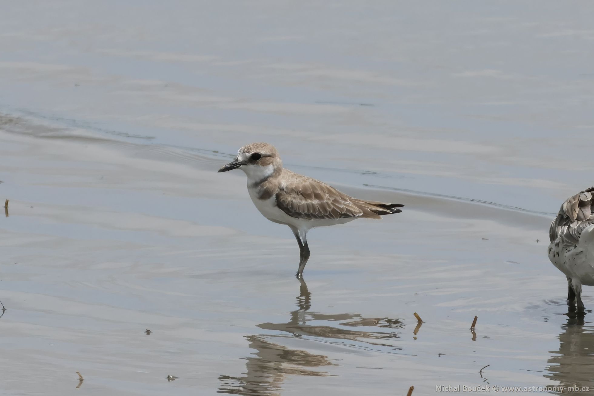 Kulík vtší (Anarhynchus leschenaultii)