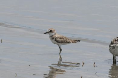 Kulík vtší (Anarhynchus leschenaultii)