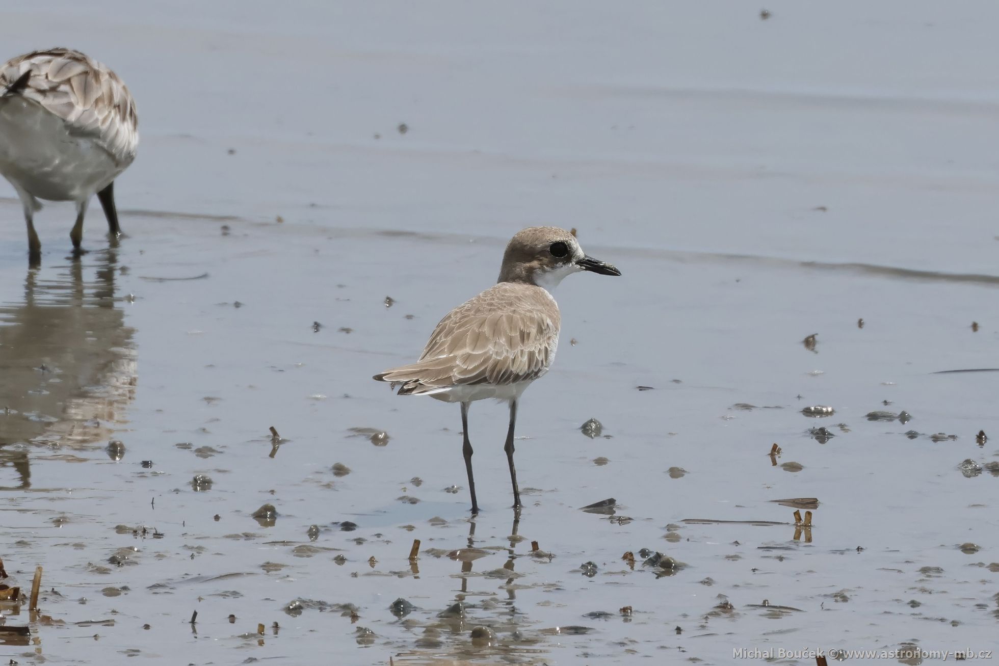 Kulík vtší (Anarhynchus leschenaultii)